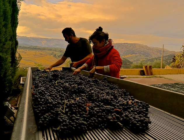 Vicente and María sorting grapes in early morning. Photo © snobb.net